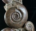 Large Lytoceras Ammonite Sculpture - Tall #7989-2